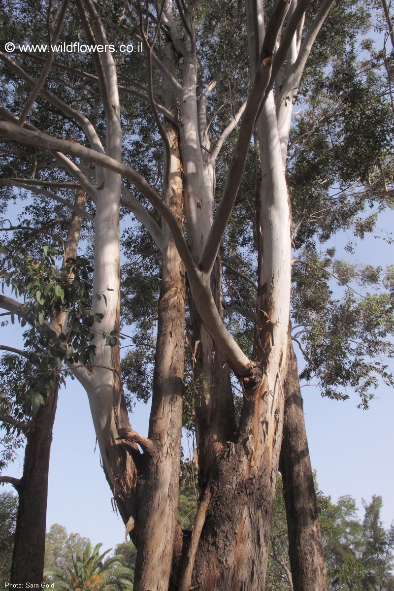 Eucalyptus moluccana